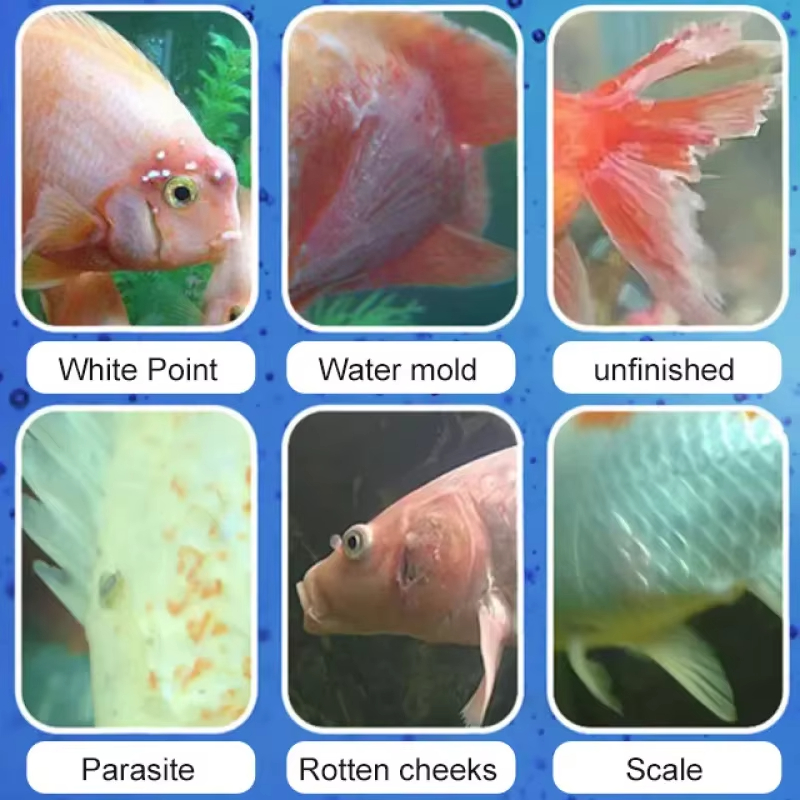 SIKEZHAN Behandlung von Fische – Marine Aquarium Bacteria Bewertung und Preis